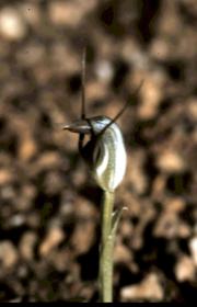 pedunculata